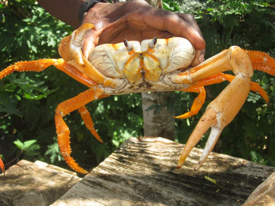 crabbing long island bahamas
