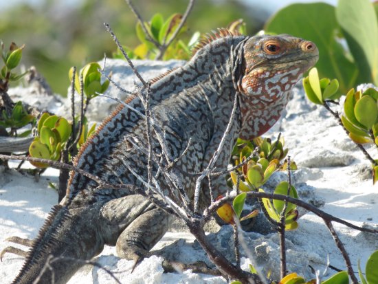 iguana tour bahamas