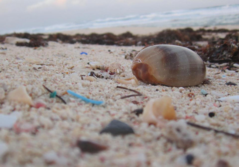 Bahamas Seashell and Sea Glass Hunt