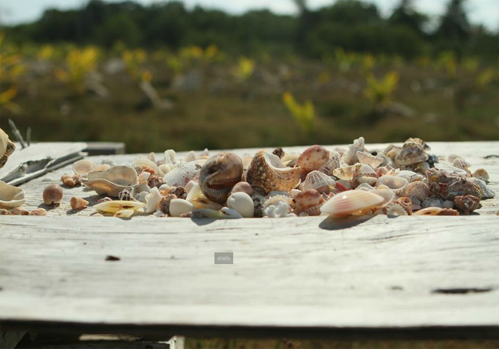 Long Island Bahamas Seashell and Sea Glass Hunt